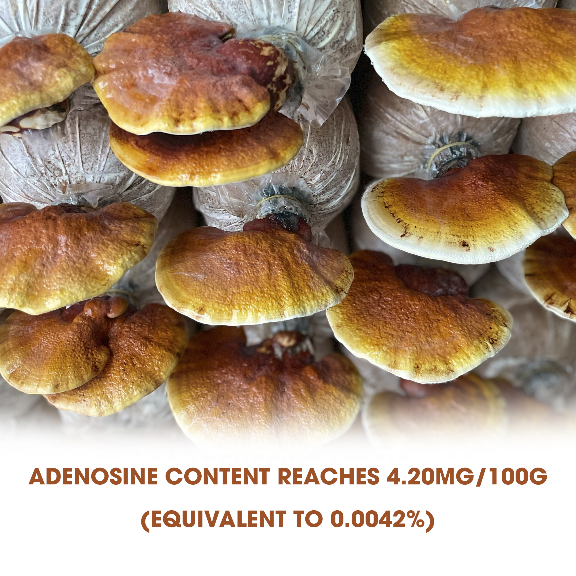 Kiểm nghiệm hàm lượng Adenosine đạt 4.20mg/100g