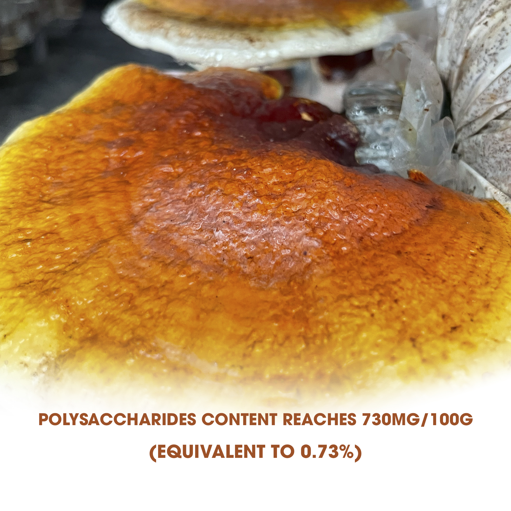 Kiểm nghiệm hàm lượng Polysaccharides đạt 730mg/100g