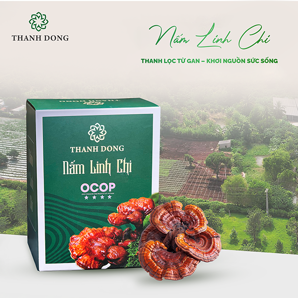 Nấm Linh Chi Thành Đồng thanh lọc từ gan khơi nguồn sức sống